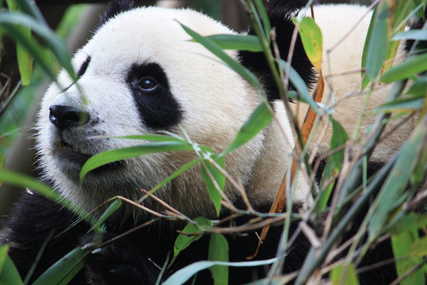 Photograph of a Giant Panda