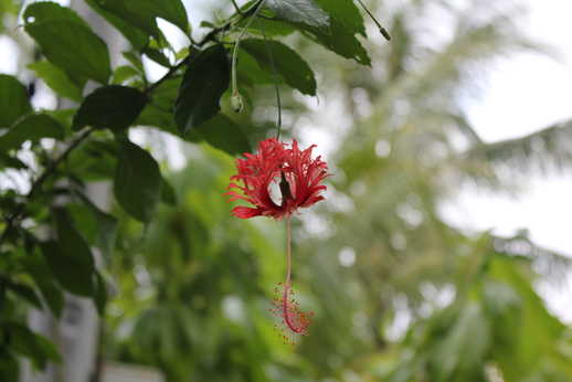 Photograph of a flower taken in Mekong Delta